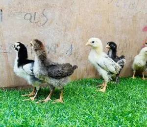 ගම් කුකුල් පැටව්