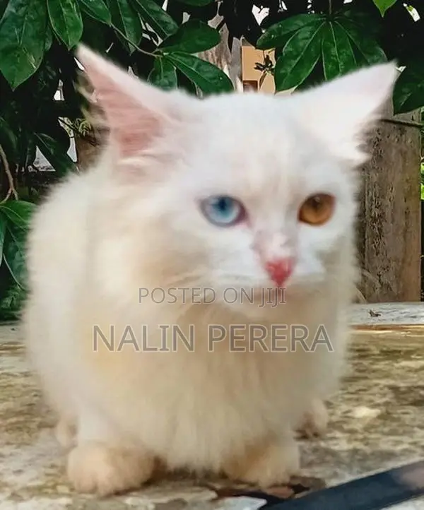 Persian Cat