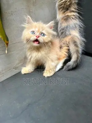 Persian kittens