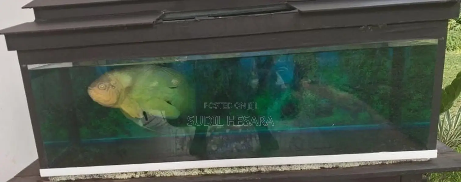 Aquarium Tank with an Oscar