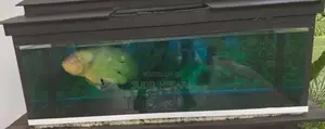 Aquarium Tank with an Oscar