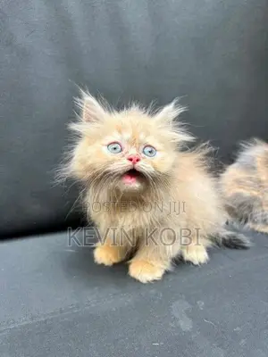 Persian kittens