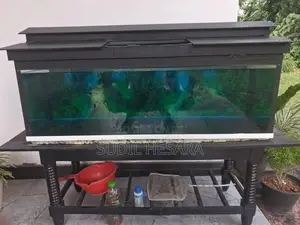 Aquarium Tank with an Oscar