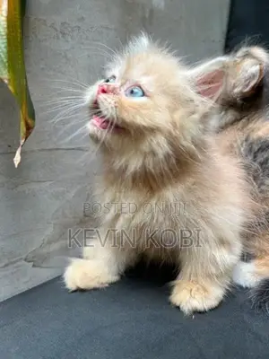 Persian kittens