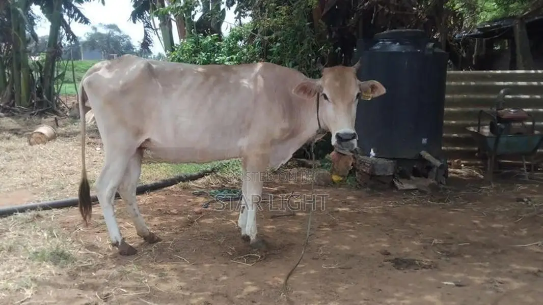 Farm Cow