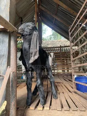 Jamunapari Goat