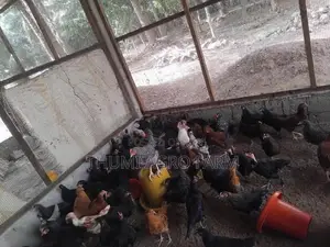 3 மாத ஊர்க் கோழிகள்