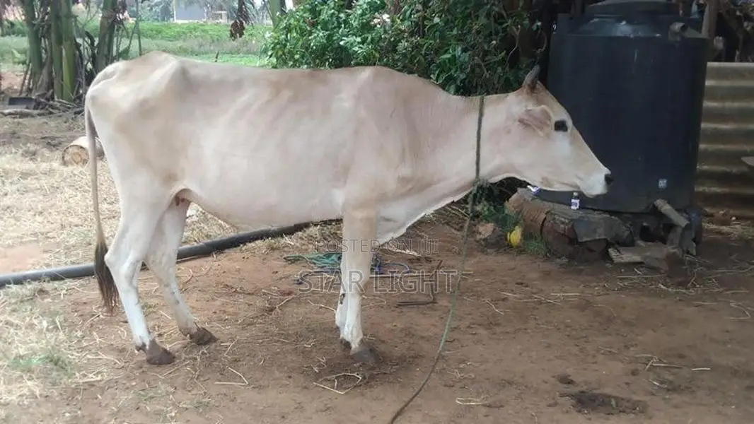 Farm Cow
