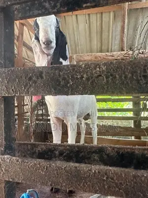 Jamunapari Goat
