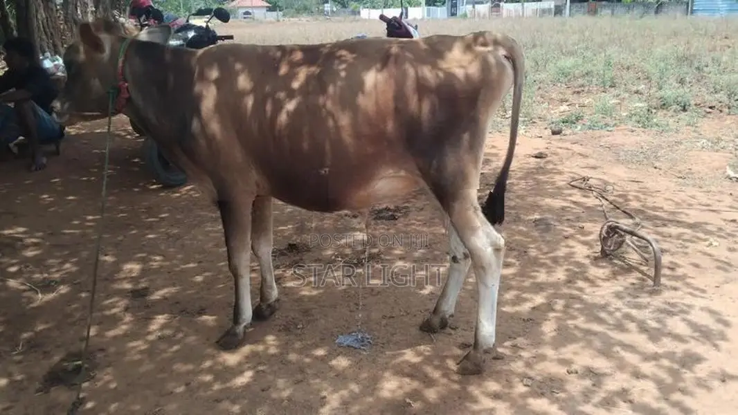 Farm Cow