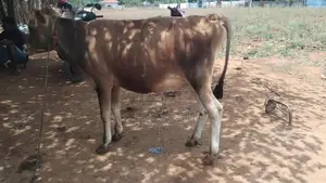 Farm Cow