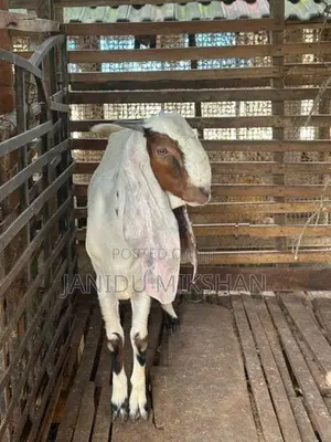 Jamunapari Goat