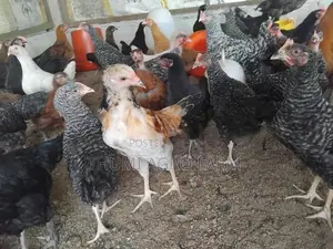 3 மாத ஊர்க் கோழிகள்