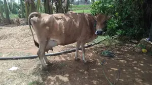 Farm Cow