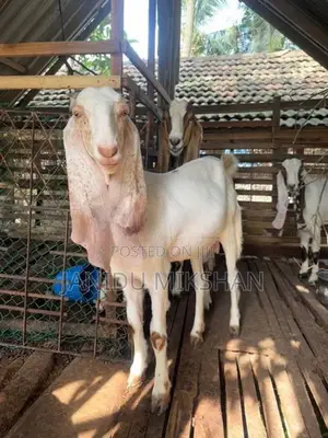 Jamunapari Goat