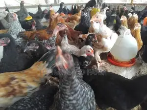 3 மாத ஊர்க் கோழிகள்
