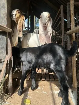 Jamunapari Goat