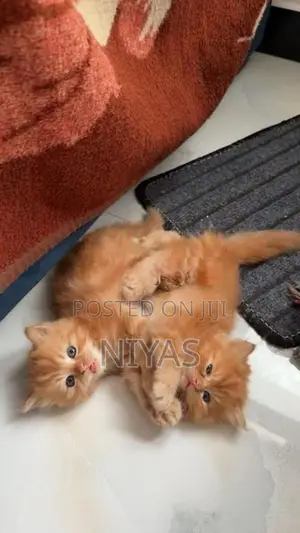 Persian cat
