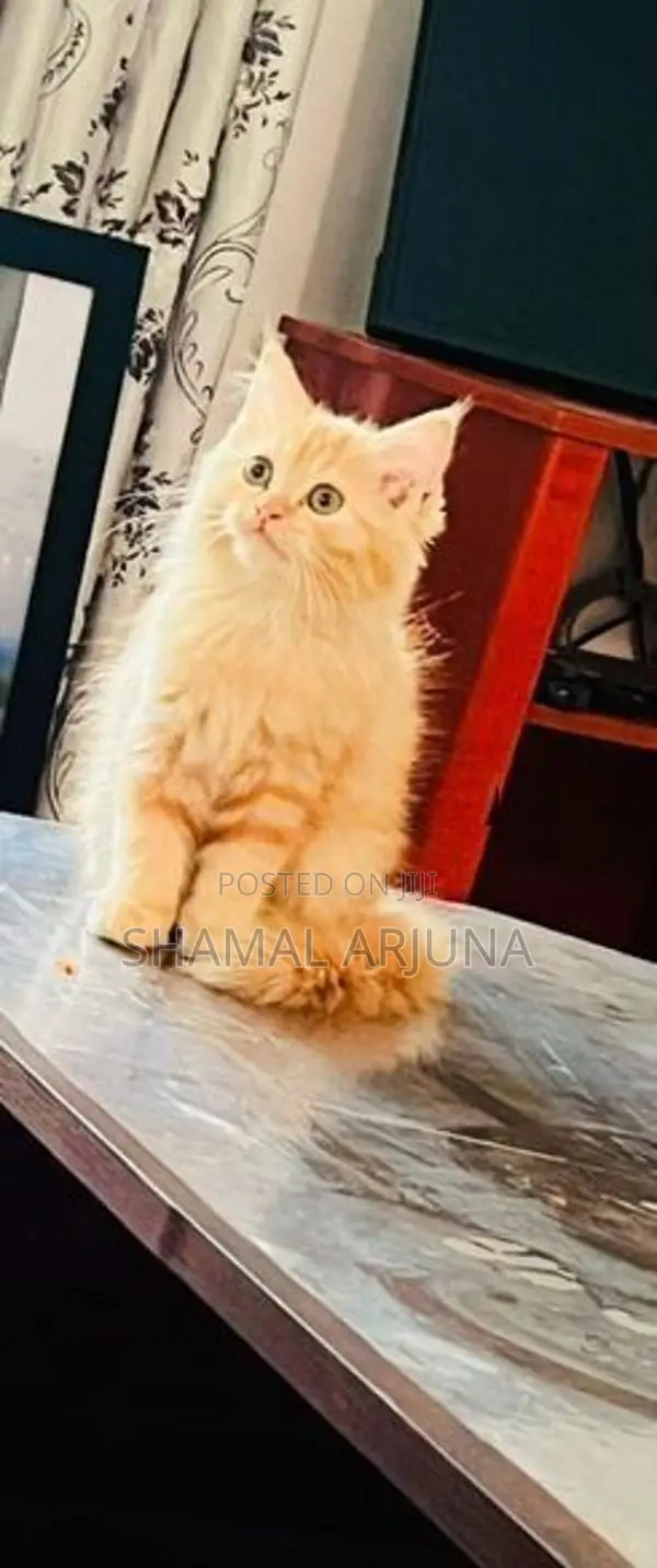 Ginger Persian Female