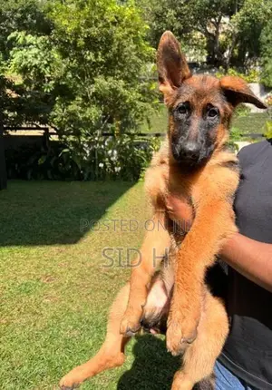 Female German Shepherd Puppy