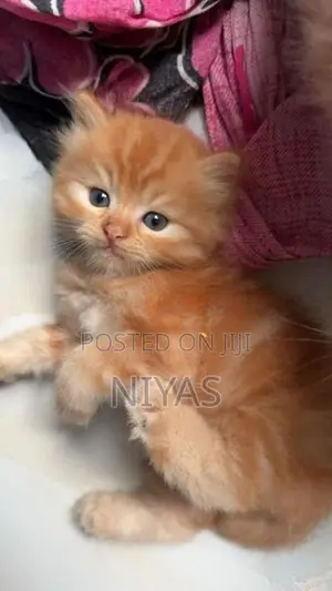 Persian cat