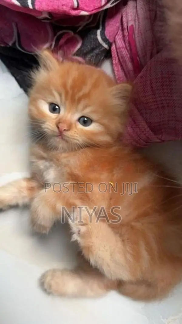 Persian cat