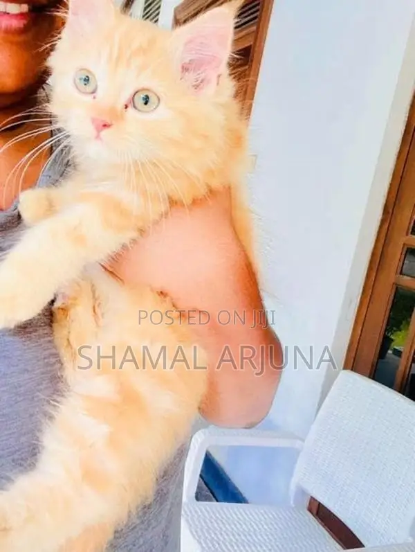Ginger Persian Female