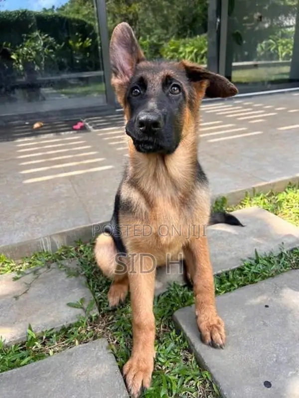 Female German Shepherd Puppy