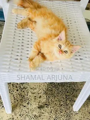 Ginger Persian Female
