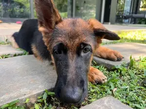 Female German Shepherd Puppy