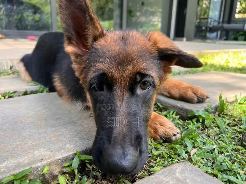 Female German Shepherd Puppy