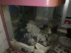 Fish Tank