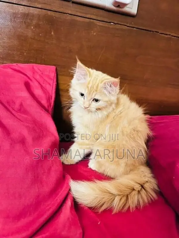 Ginger Persian Female