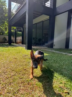 Female German Shepherd Puppy