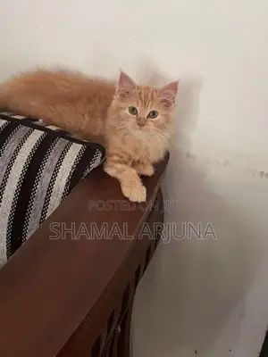 Ginger Persian Female
