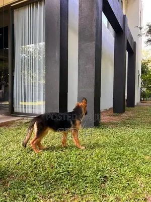 Female German Shepherd Puppy