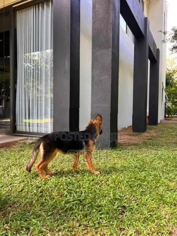 Female German Shepherd Puppy