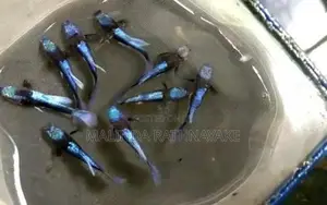 Blue Koi Guppy