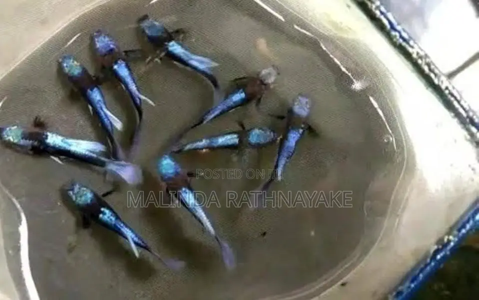 Blue Koi Guppy