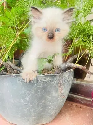 Himalayan Kittens Blue Eyes