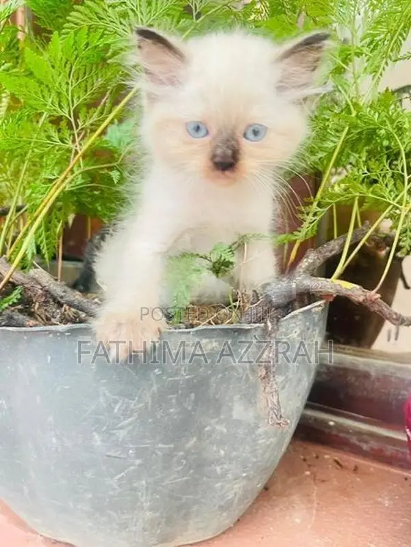Himalayan Kittens Blue Eyes