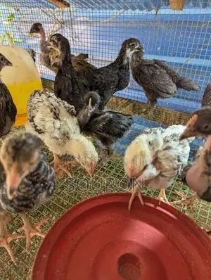 Chicks