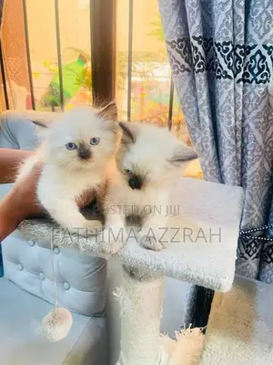 Himalayan Kittens Blue Eyes