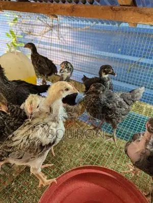 Chicks