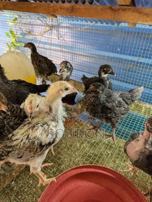 Chicks