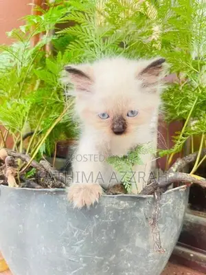 Himalayan Kittens Blue Eyes