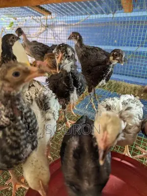Chicks