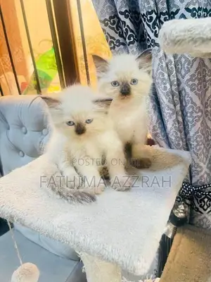 Himalayan Kittens Blue Eyes