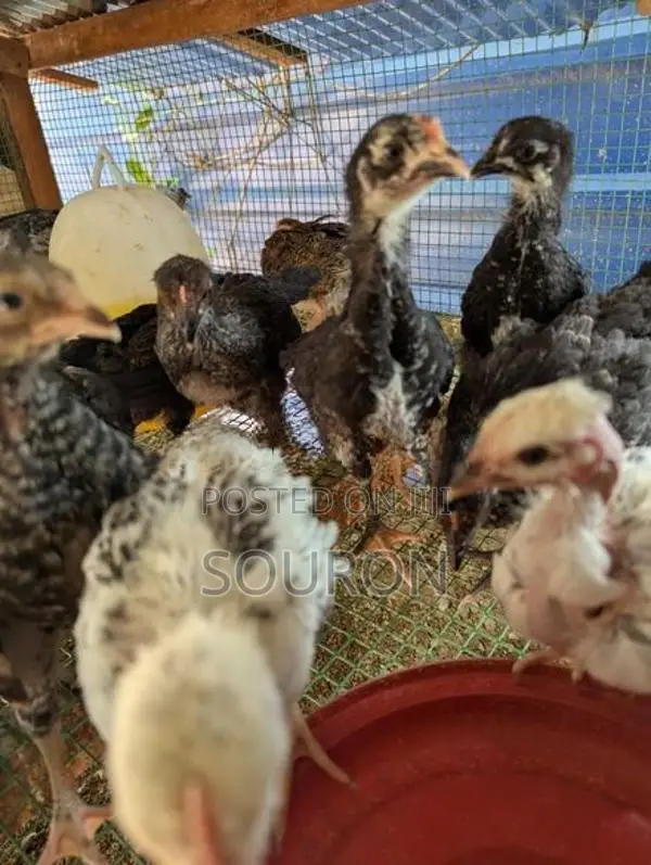 Chicks