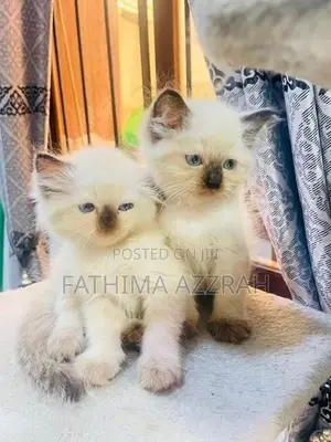 Himalayan Kittens Blue Eyes